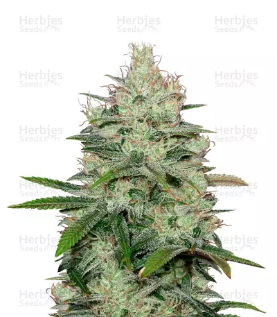 Cheese Autoflowering CBD cannabis strain