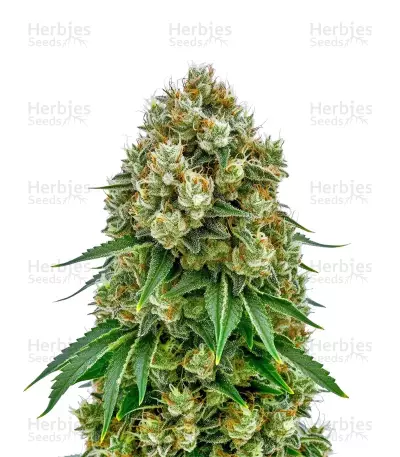 Cheese Fast by Ganja Farmer, Photoperiod cannabis strain
