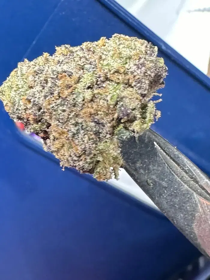 Chef by Blueprint Cannabis cannabis strain