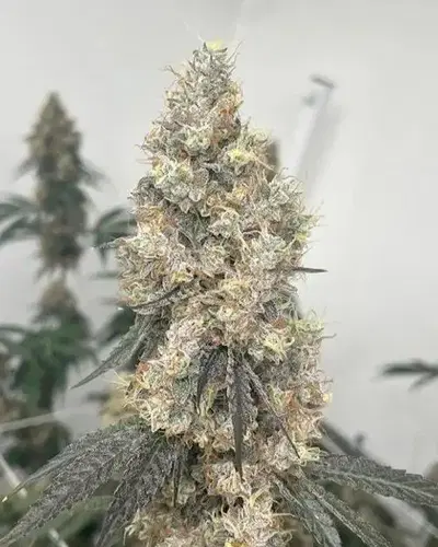 Chem Coma by Blackbox Genetics cannabis strain