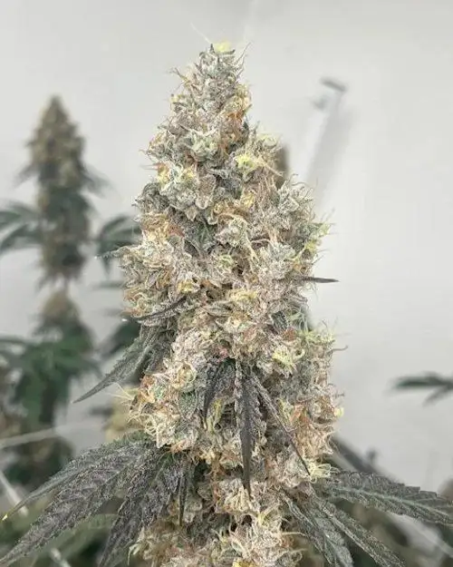 Chem Coma by Blackbox Genetics cannabis strain