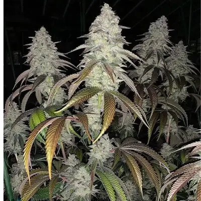 Chem Fuego Regular by Lucky Dog Seeds cannabis strain