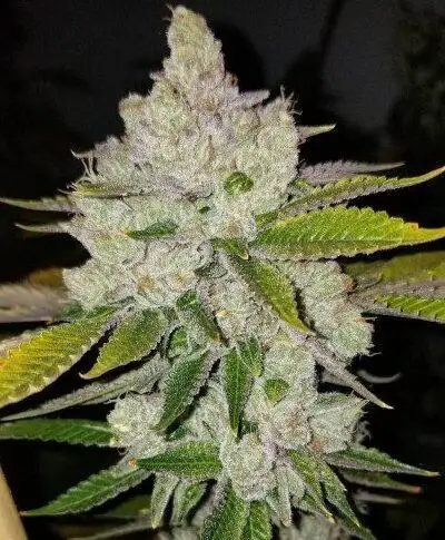 Chem Krush by Lucky Dog Seeds cannabis strain