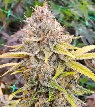 Chem T Haze by Oni Seed co., Photoperiod cannabis strain