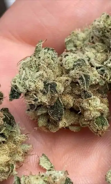 Chemex by Oni Seed co., Photoperiod cannabis strain