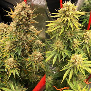 Cherry Bubblegum by Mosca Seeds cannabis strain
