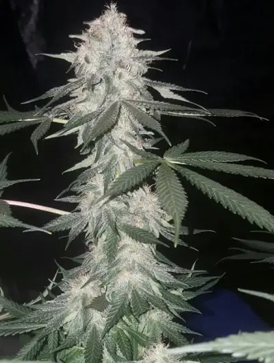 Cherry Chocolate Widow by Third Eye Genetics cannabis strain