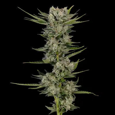 Cherry Death Star by Dvj cannabis strain