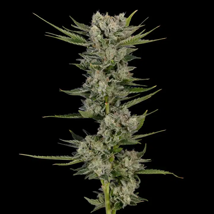 Cherry Death Star by Dvj cannabis strain