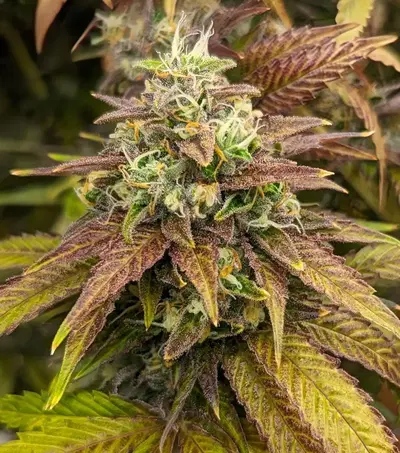 Cherry Garcia by Seerious Strains cannabis strain