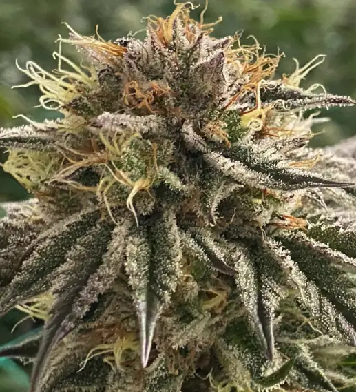 Cherry Ghostenade by Chief Tokah Seed Co cannabis strain