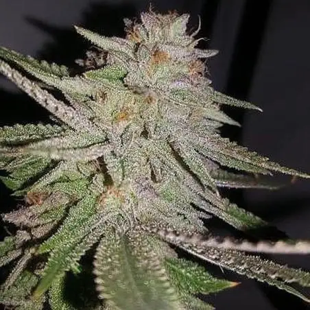 Cherry Heads by Dank Genetics cannabis strain