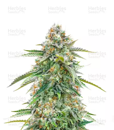 Cherry Pie Feminized by Canuk Seeds, Photoperiod cannabis strain