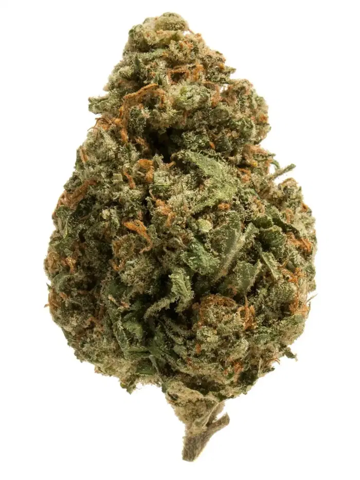 Cherry Sunset Regular by World Trade Genetics cannabis strain