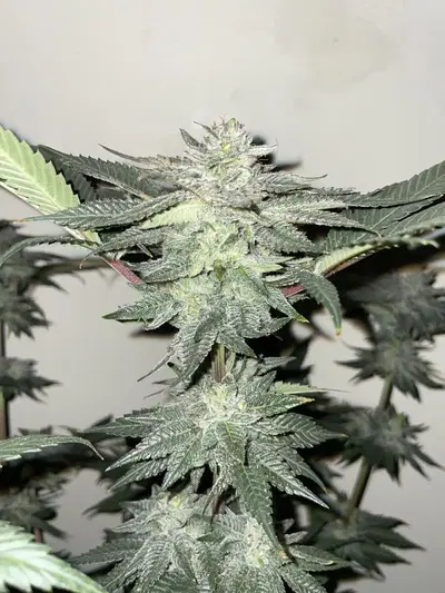 Cherry Tree by Mountain Top Seeds cannabis strain