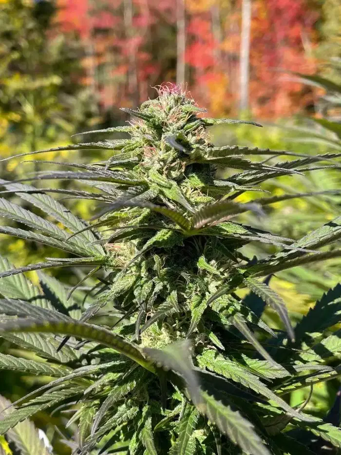 Cherry Wine by Tree Of Life Seeds cannabis strain