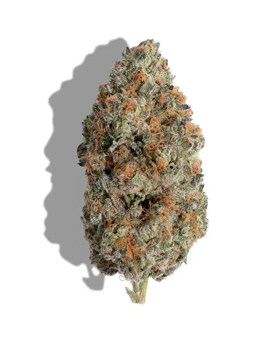 Chile Verde Regular by H B K Genetics cannabis strain