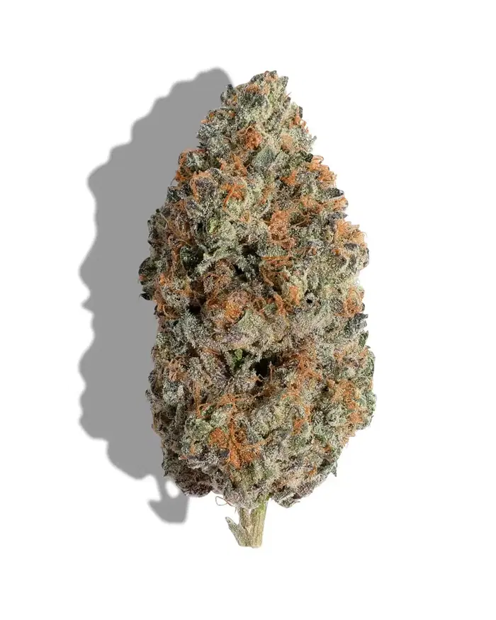 Chile Verde Regular by H B K Genetics cannabis strain