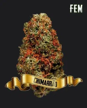 Chimarrao by Maconha Seeds Bank, Photoperiod cannabis strain