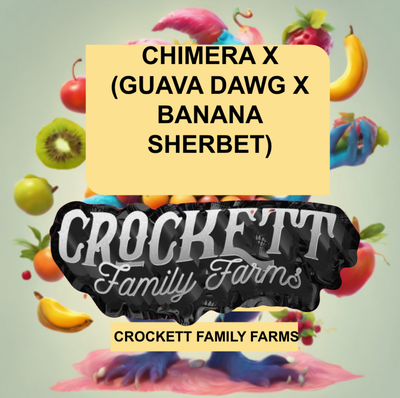 Chimera x (guava dawg x banana sherbet) by Crockett Family Farms, Photoperiod cannabis strain