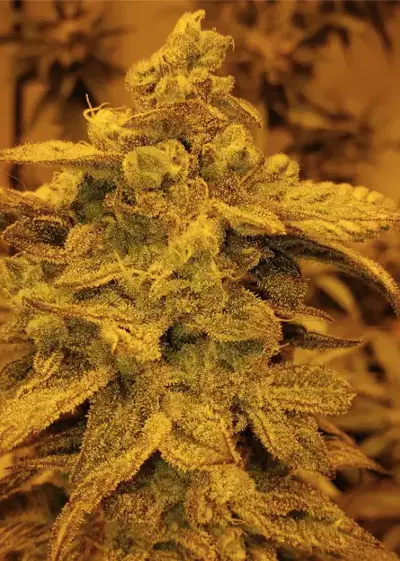 Chiquita Banana by Utopia Farms cannabis strain