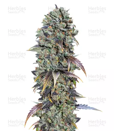 Choco Cream cannabis strain