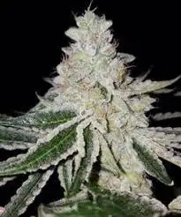 Chocolate Frosted Sherbet by Honest Genetics cannabis strain