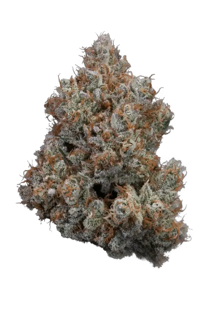 Citrus Pulp by Tahoe Nugz cannabis strain