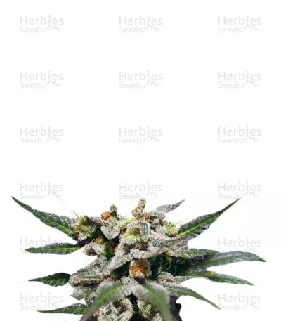 Citrus by Kannabia Seed Company, Photoperiod cannabis strain