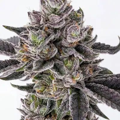 Clementine Crush by Seedsupreme cannabis strain
