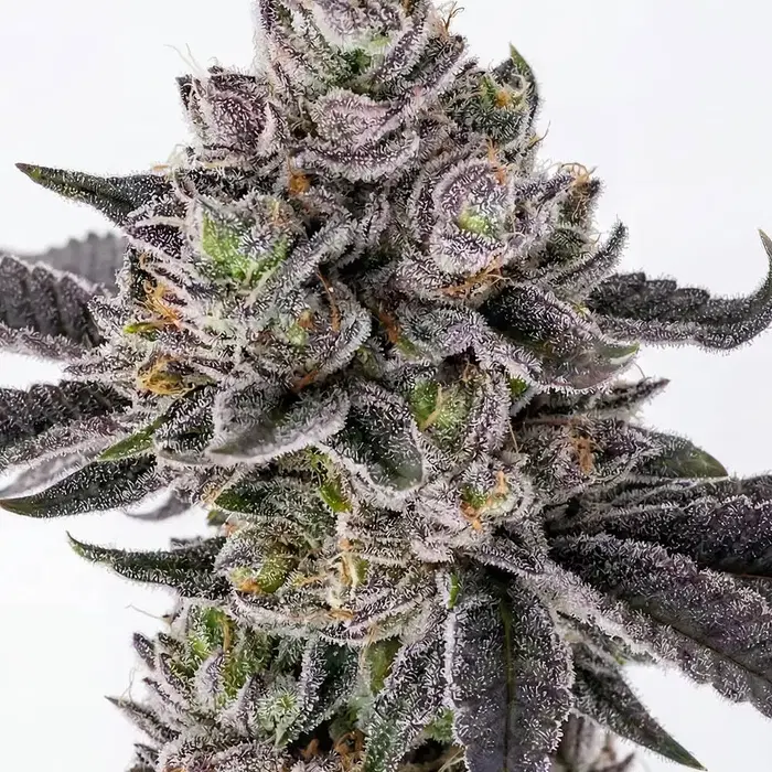 Clementine Crush by Seedsupreme cannabis strain
