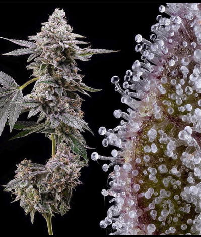 Clementine by Crockett Family Farms, Photoperiod cannabis strain