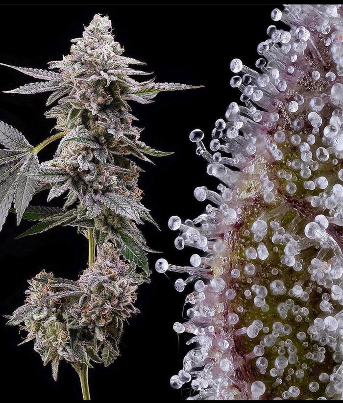 Clementine by Crockett Family Farms, Photoperiod cannabis strain