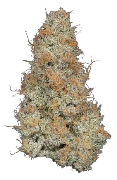College Park by Ziplock Seeds cannabis strain