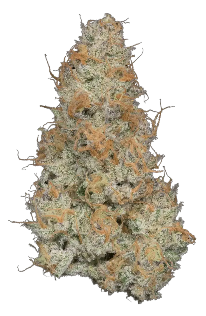College Park by Ziplock Seeds cannabis strain