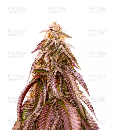 Colombian Gold by WeedSeedsExpress, Photoperiod cannabis strain