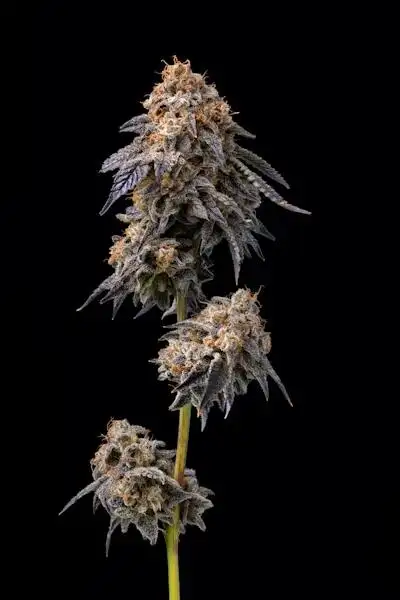 Congo Kashmir by Bodhi Seeds, Photoperiod cannabis strain