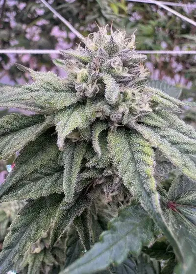 Connected Candy Regular by Ez Genetics cannabis strain