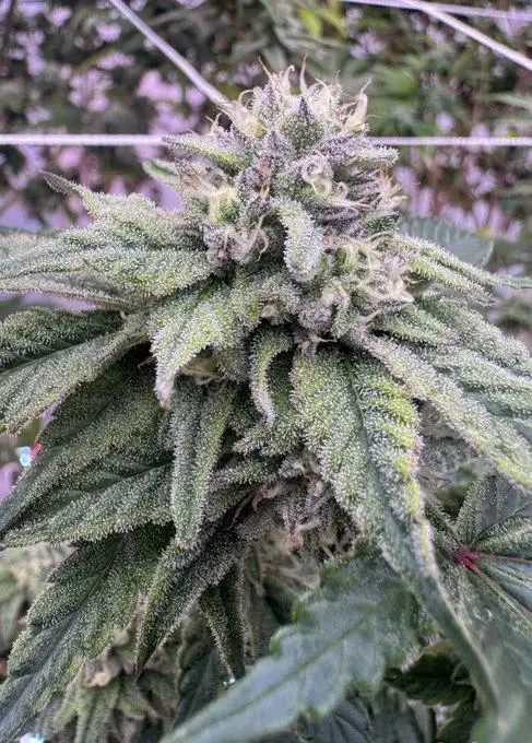 Connected Candy Regular by Ez Genetics cannabis strain