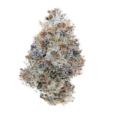 Cookie Dough by Team Elite Genetics cannabis strain