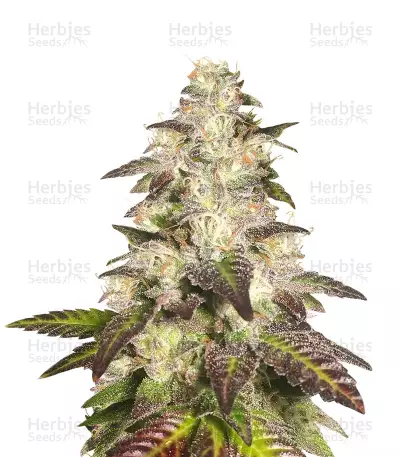 Cookies OG by Nasha Genetics, Photoperiod cannabis strain