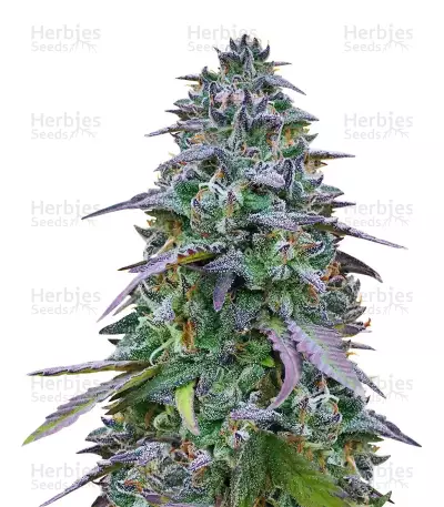 Cookies USA by Pyramid Seeds, Photoperiod cannabis strain