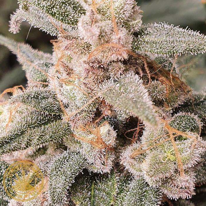 Copenhagen Kush Project by Copenhagen Seed Company, Photoperiod cannabis strain