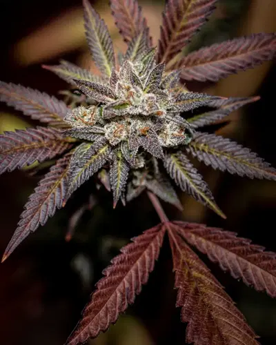 Coquito by Electraleaf cannabis strain
