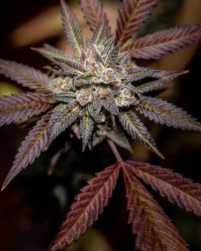Coquito by Electraleaf cannabis strain