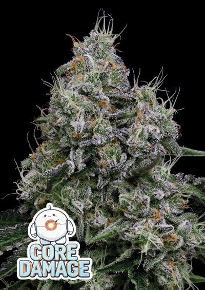 Core Damage by Anesia Seeds, Photoperiod cannabis strain