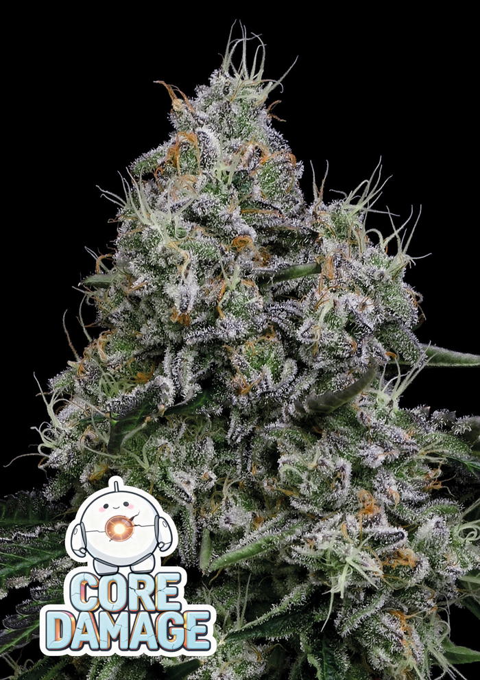 Core Damage by Anesia Seeds, Photoperiod cannabis strain
