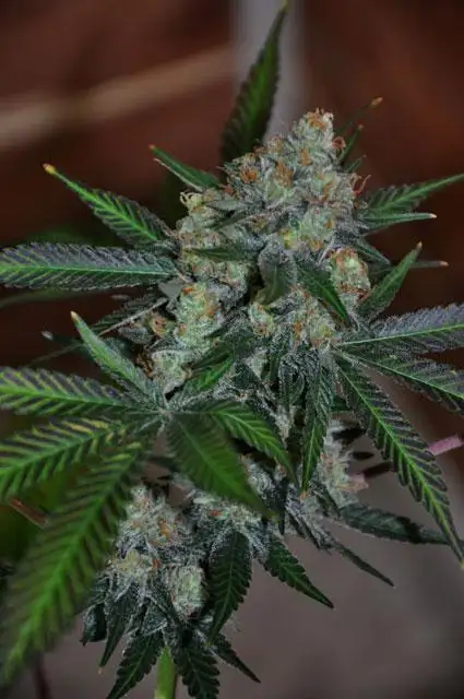 Cosmic Bubba Kush Regular by The Seekers Of Genetic Wisdom cannabis strain