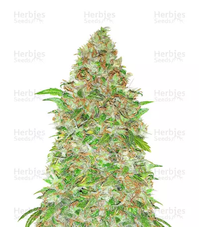 Cotton Candy Kush by MSNL Seeds, Photoperiod cannabis strain
