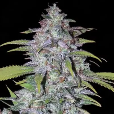 Couchlock Regular by British Columbia Seed Company cannabis strain